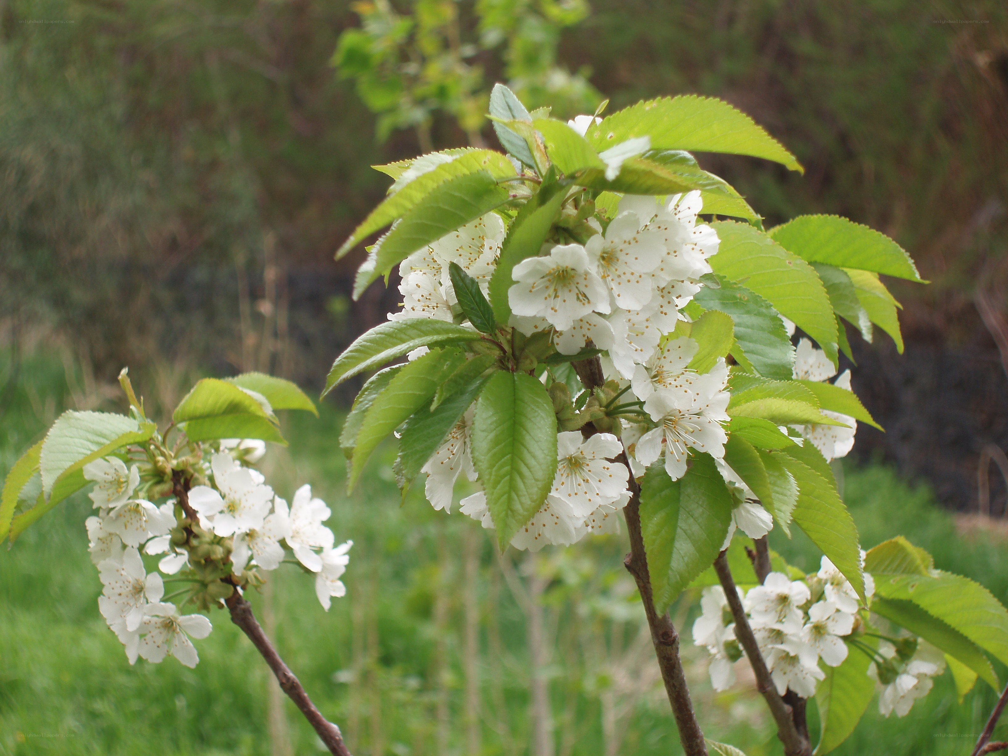 white blossoms on a tree branch