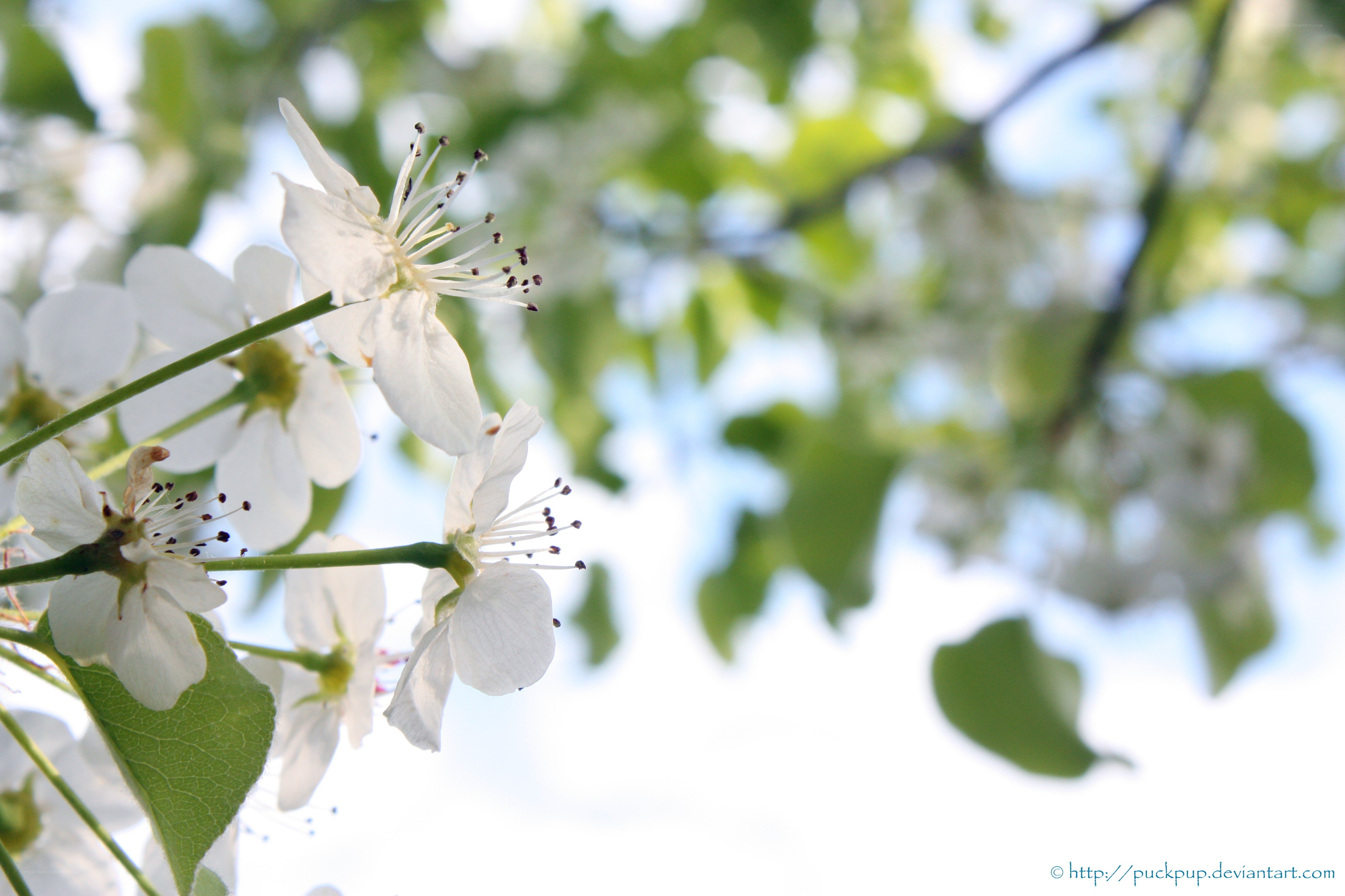 White blossoms on a tree branch
