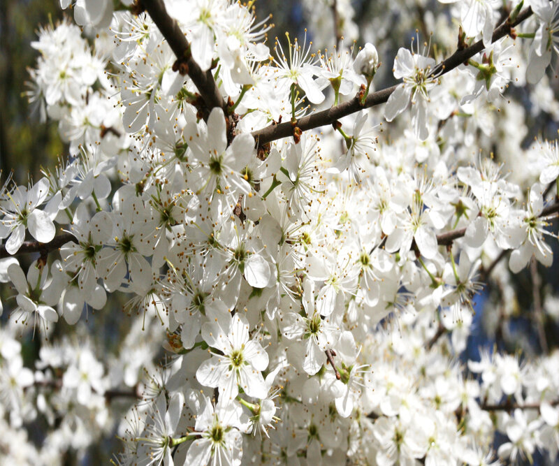 white blossoms on a tree branch