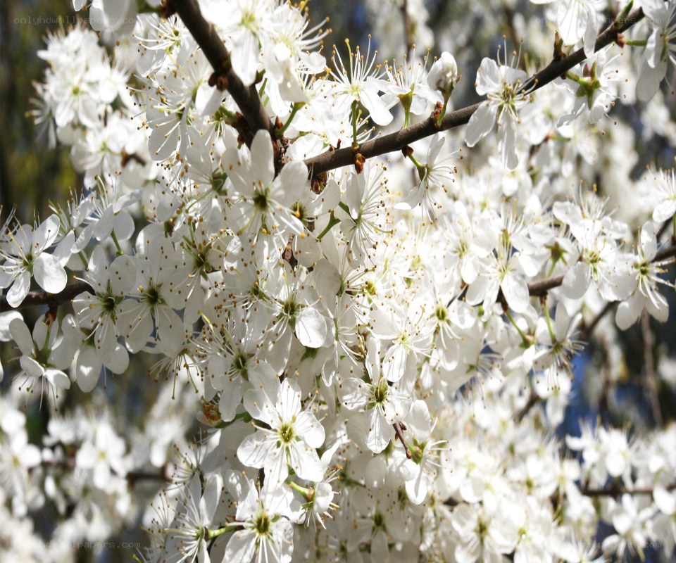 white blossoms on a tree branch