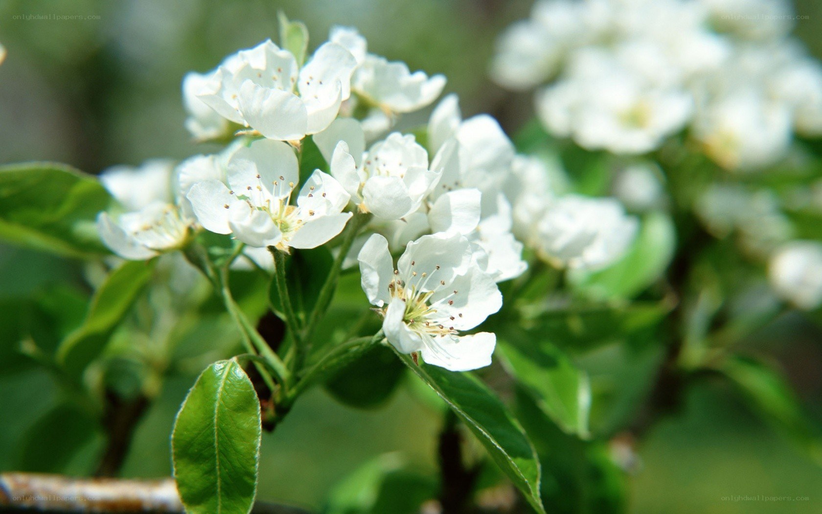white blossoms on a tree branch