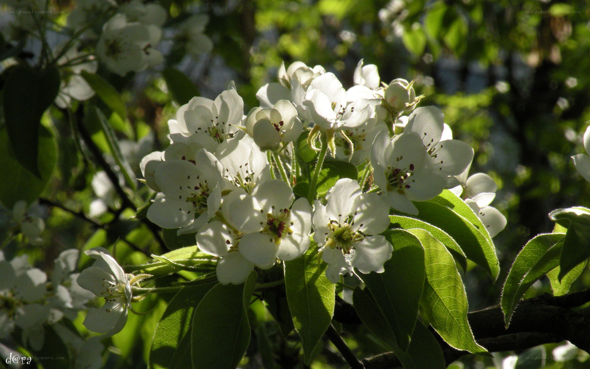White blossoms on a tree branch