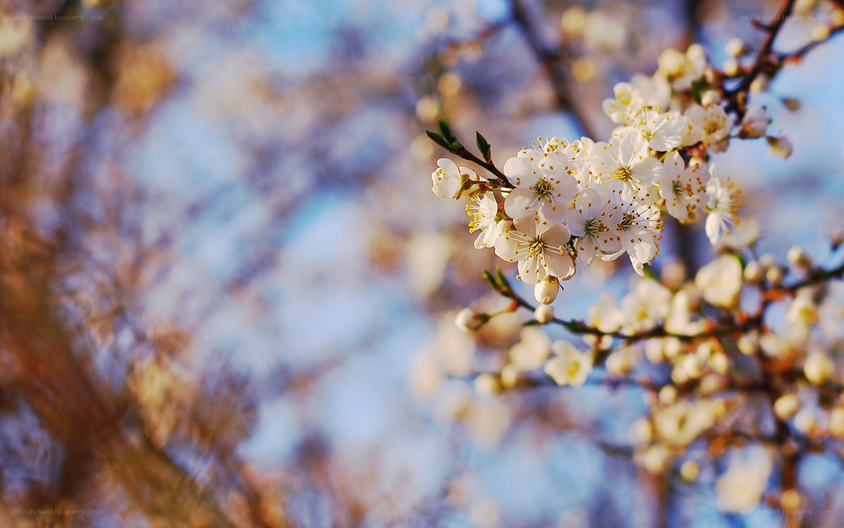 White blossoms on a tree branch