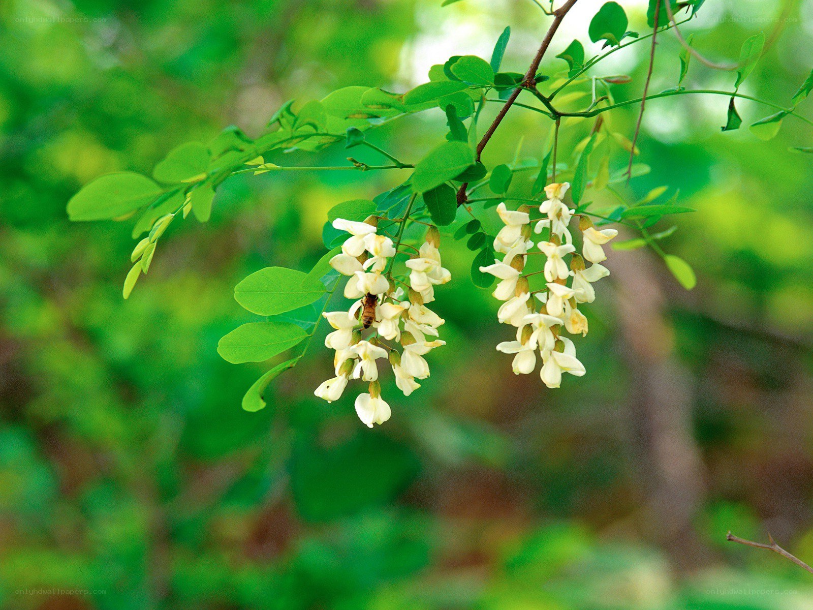 White blossoms on a tree branch