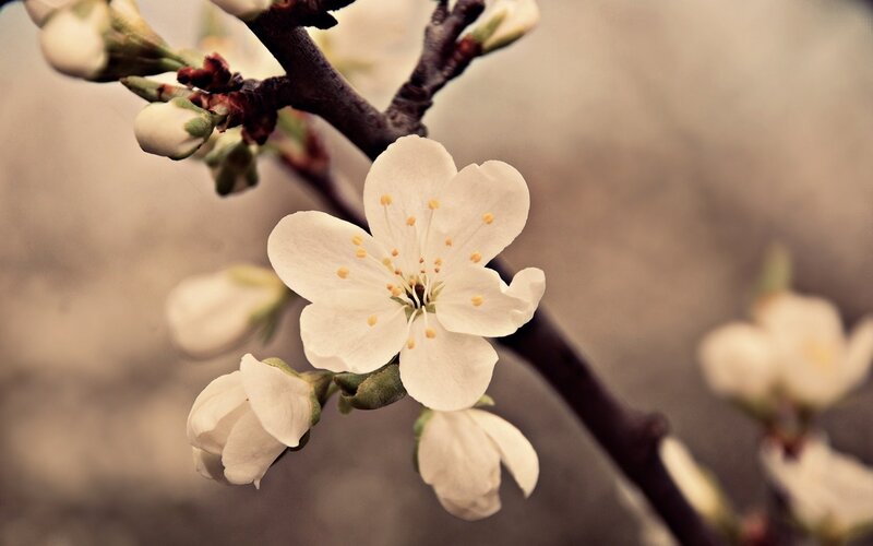 white blossoms on a tree branch