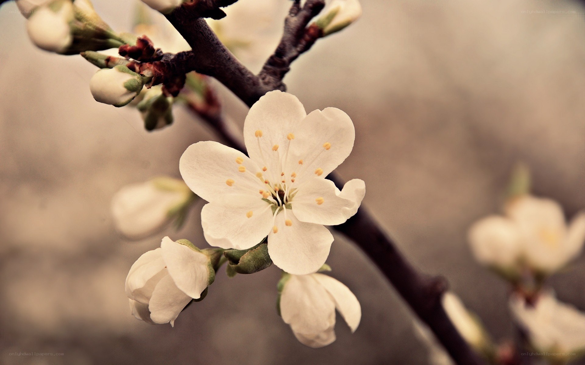 white blossoms on a tree branch