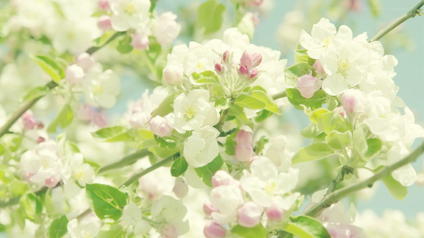 White blossoms on a tree branch