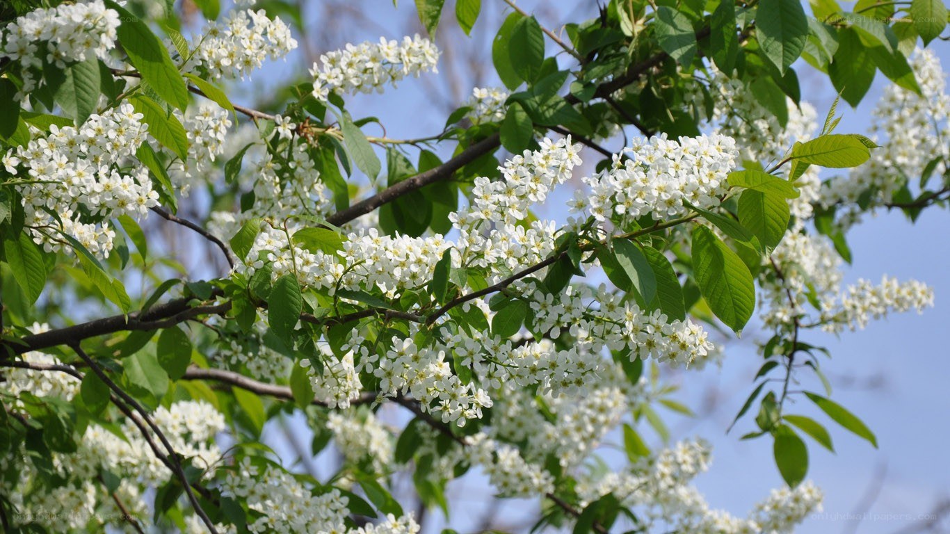 White blossoms on a tree branch