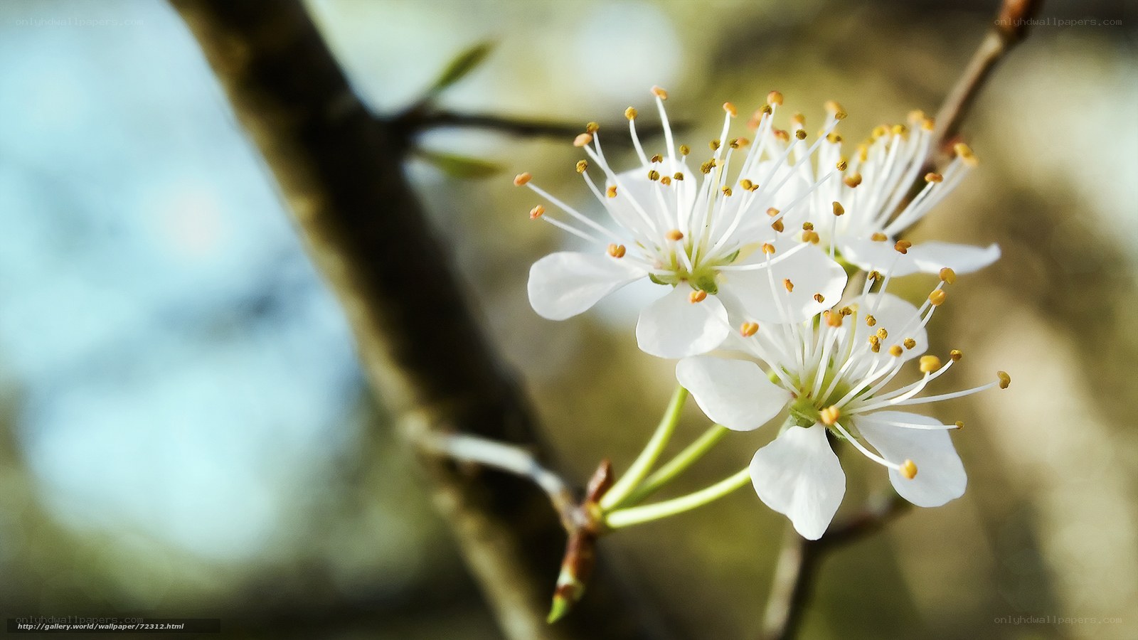 White blossoms on a tree branch