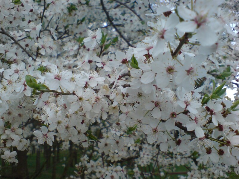 white blossoms on a tree