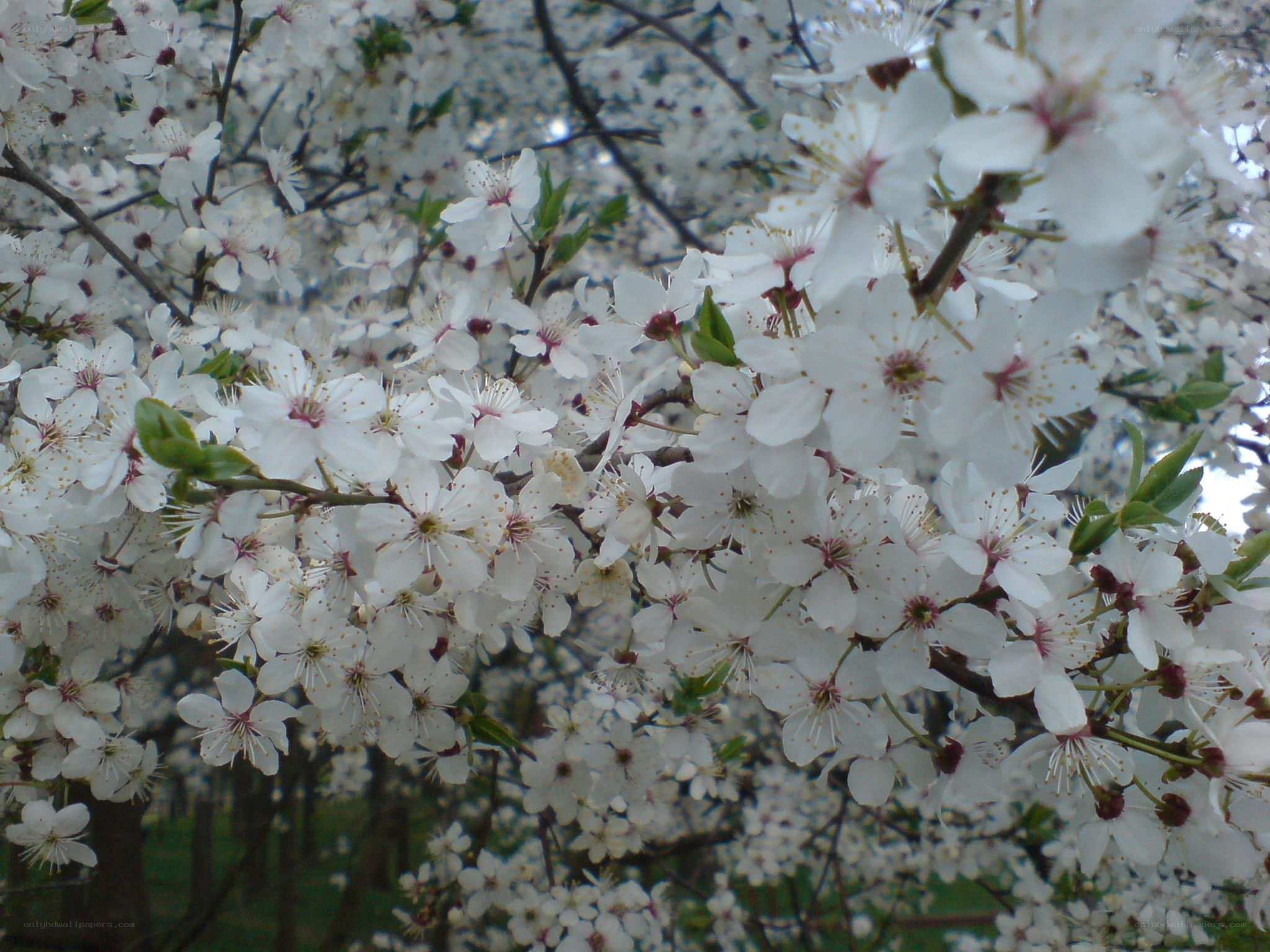 white blossoms on a tree