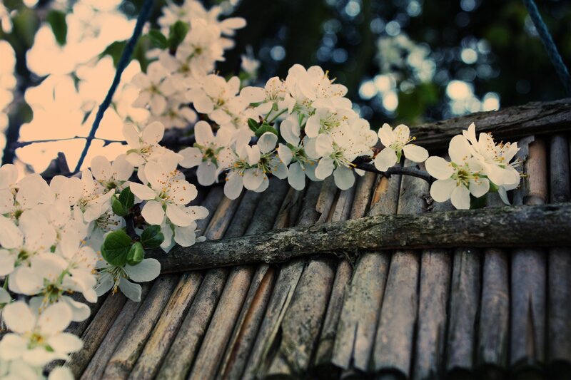 white blossoms on a wooden roof