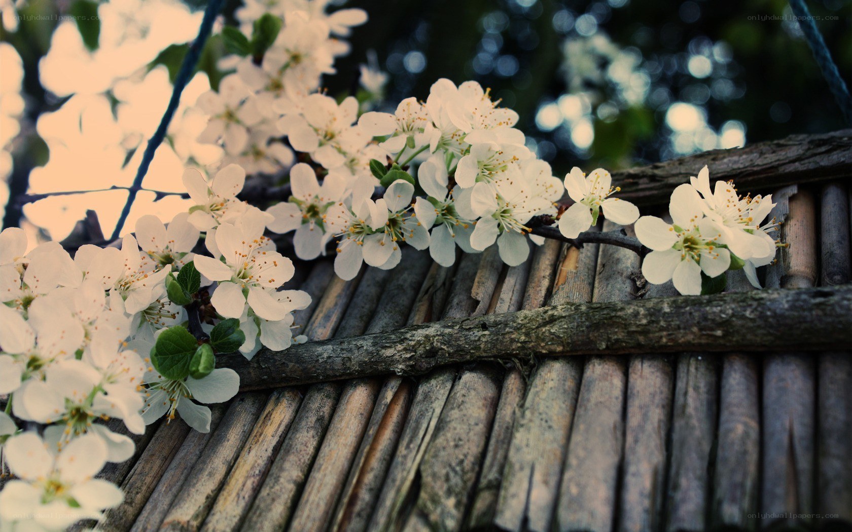 white blossoms on bamboo