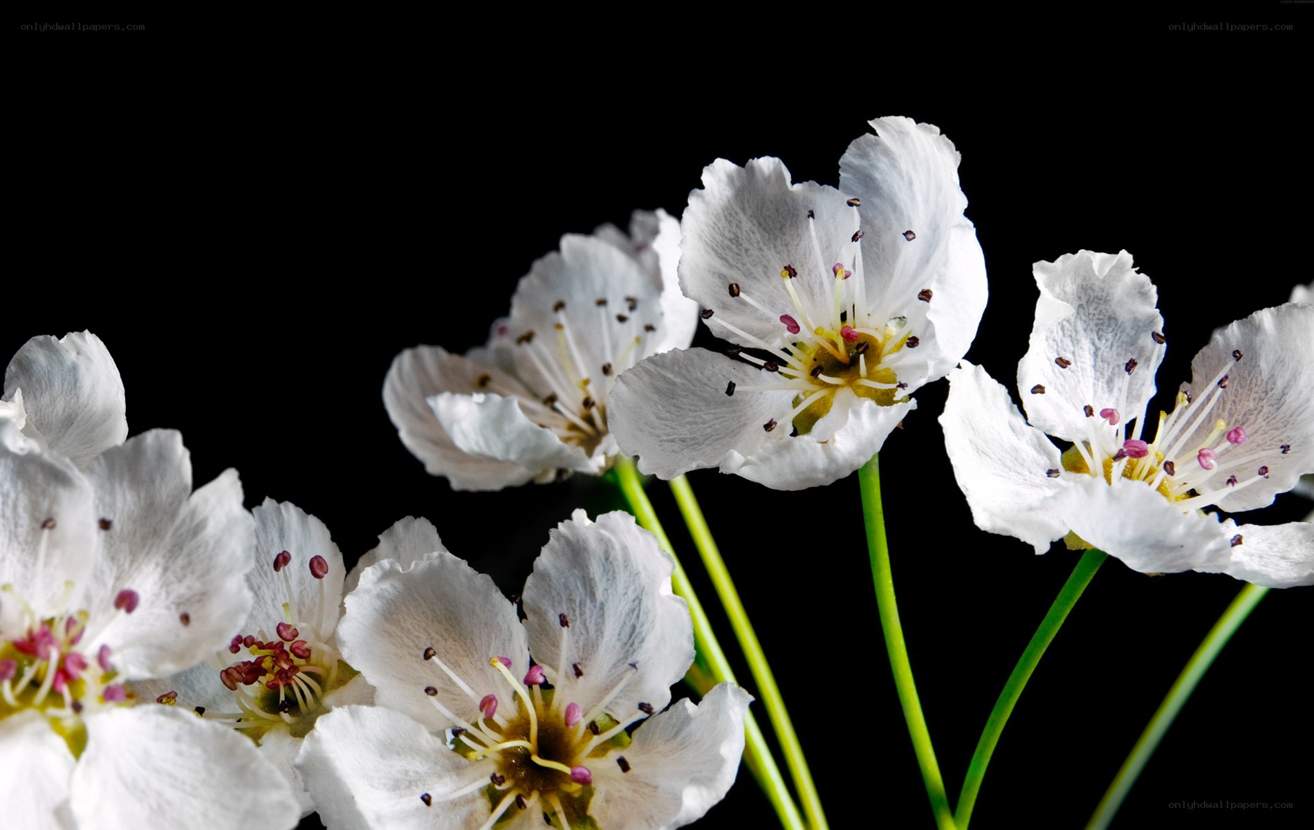 White blossoms on black background