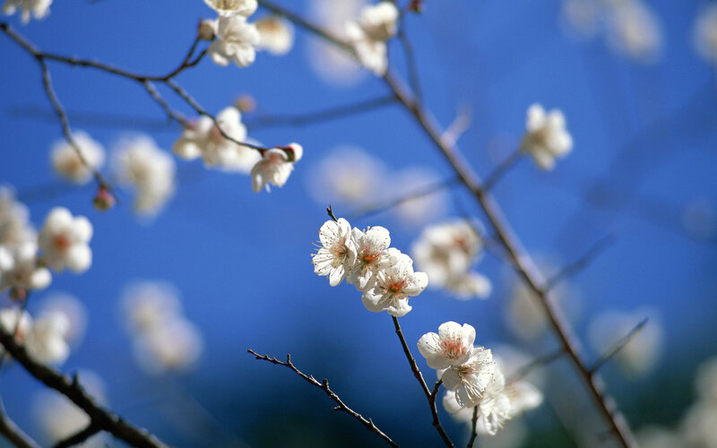 White blossoms on blue sky