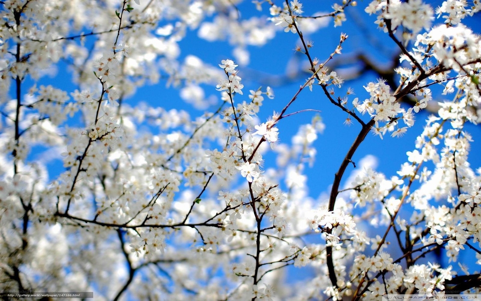 White blossoms on blue sky