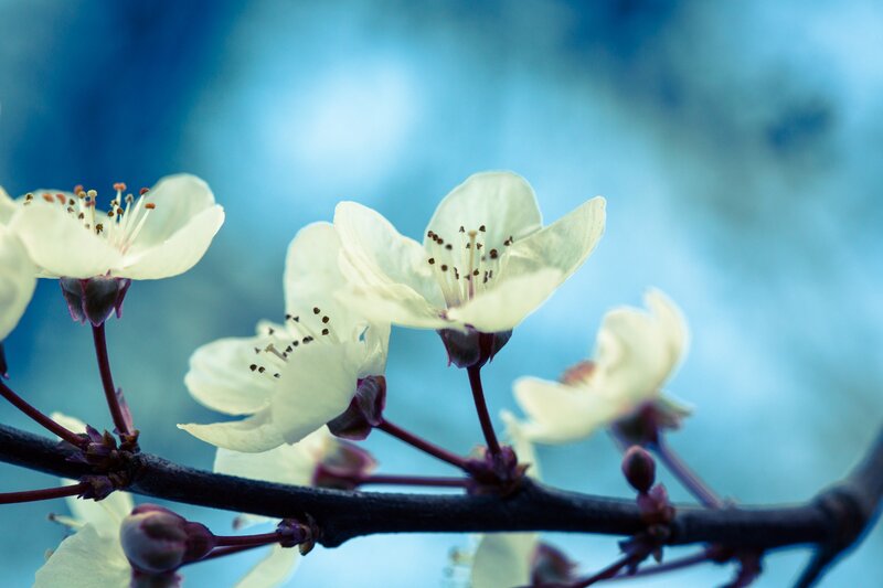 White Blossoms on Branch — Blue, Serene, Spring, Photograph, Buds