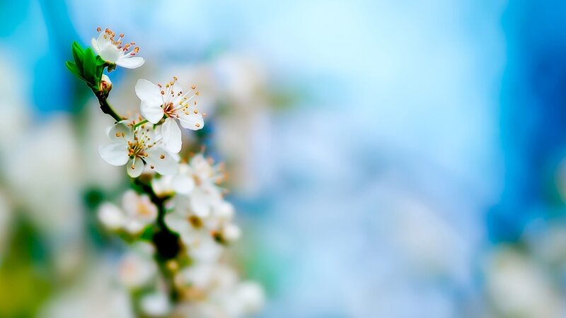 White Blossoms on Branch — Blue, Serene, Spring, Photograph, Flowers, Leaves, Green