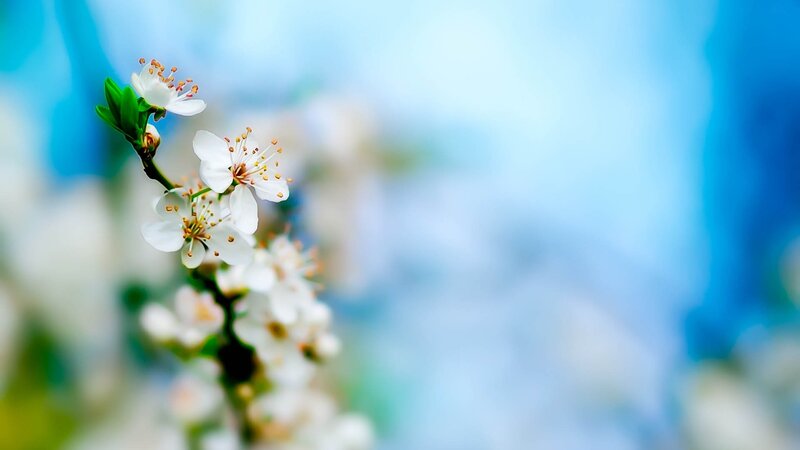 White Blossoms on Branch — Blue, Serene, Spring, Photograph, Flowers, Leaves