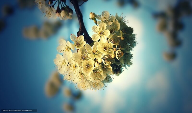 White Blossoms on Branch — Blue, Serene, Spring, Photograph, Sky, Clouds