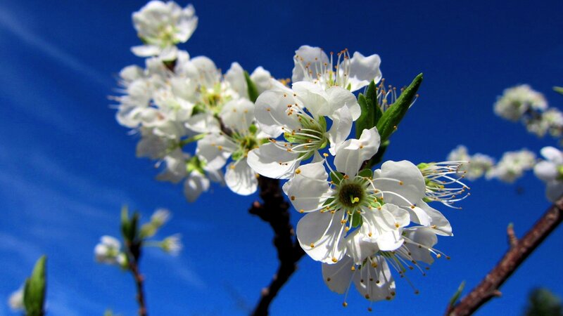 White Blossoms on Branch — Blue, Serene, Spring, Photograph, Sky, Leaves