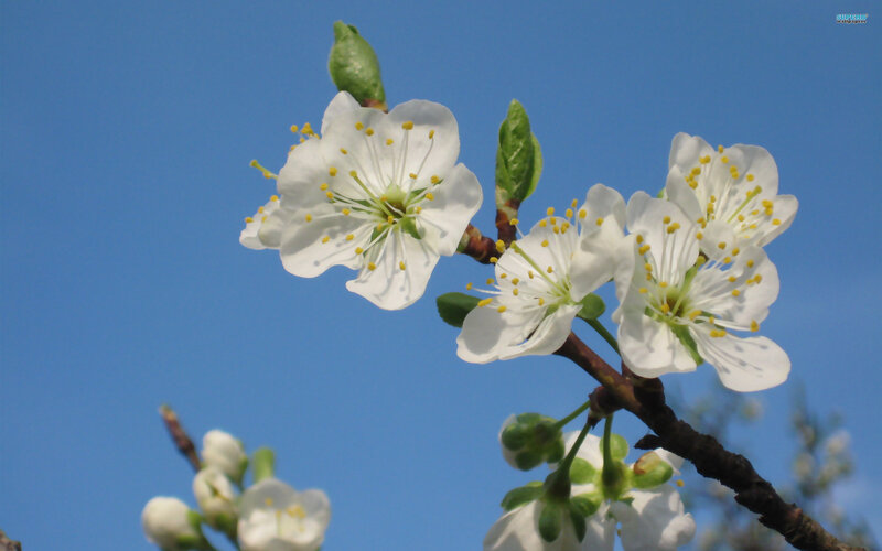 White Blossoms on Branch — Blue, Serene, Spring, Photograph, Sky
