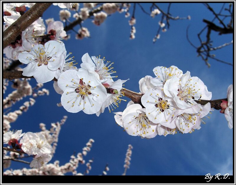 White Blossoms on Branch — Blue, Serene, Spring