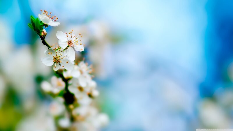White Blossoms on Branch — Blue, Serene