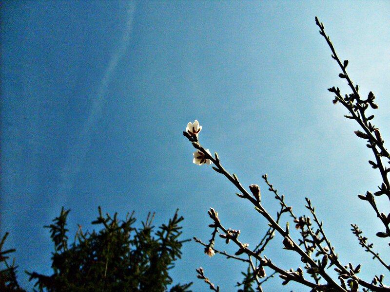 White Blossoms on Branch — Blue