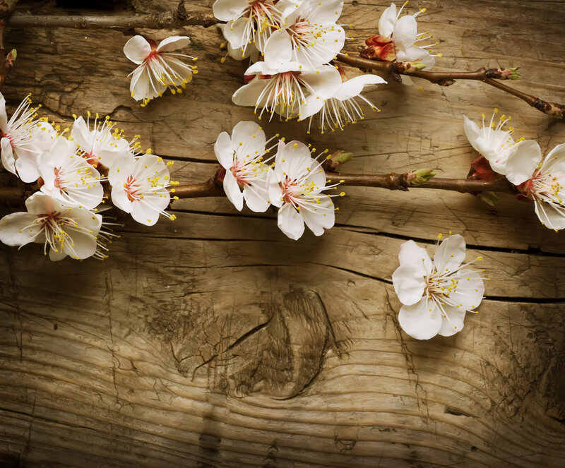 White Blossoms on Branch — Brown