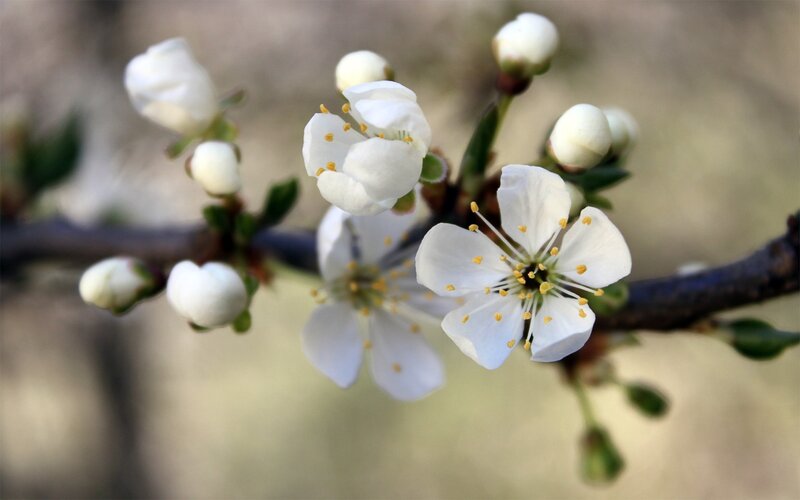 White Blossoms on Branch — Calm, Spring, Photograph, Buds