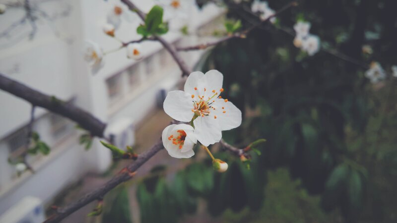 White Blossoms on Branch — Calm, Spring, Photograph, Building