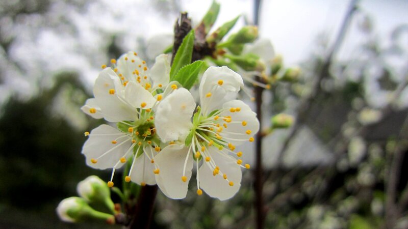 White Blossoms on Branch — Calm, Spring, Photograph, Flowers
