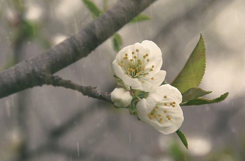 White Blossoms on Branch — Calm, Spring, Photograph, Leaf