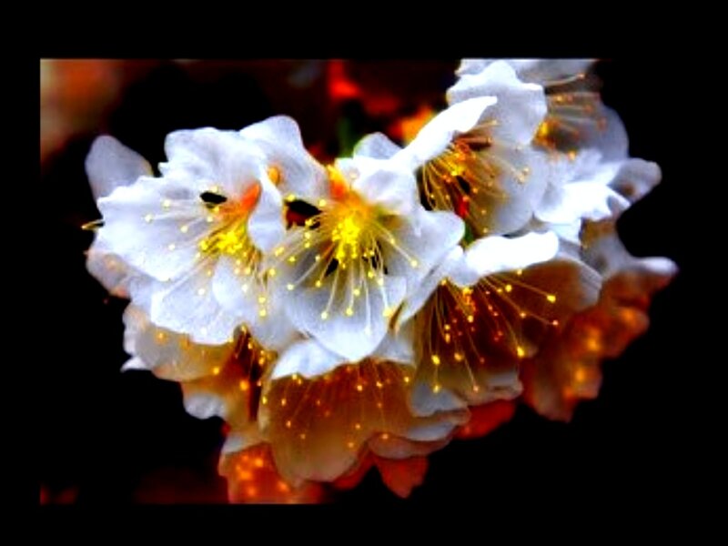 White Blossoms on Branch — Dramatic, Photograph