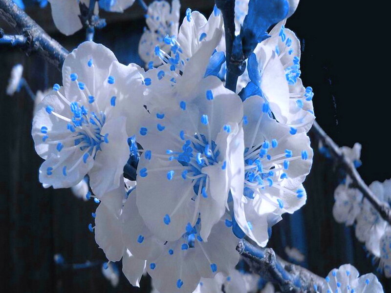 White Blossoms on Branch — Dramatic, Spring, Photograph, Flowers, Blue Pollen