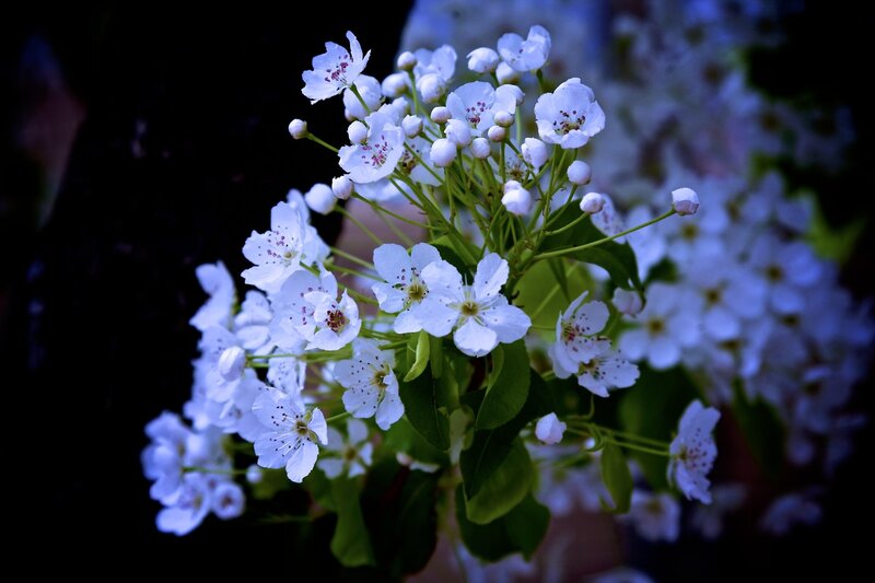 White Blossoms on Branch — Dramatic, Spring, Photograph, Flowers