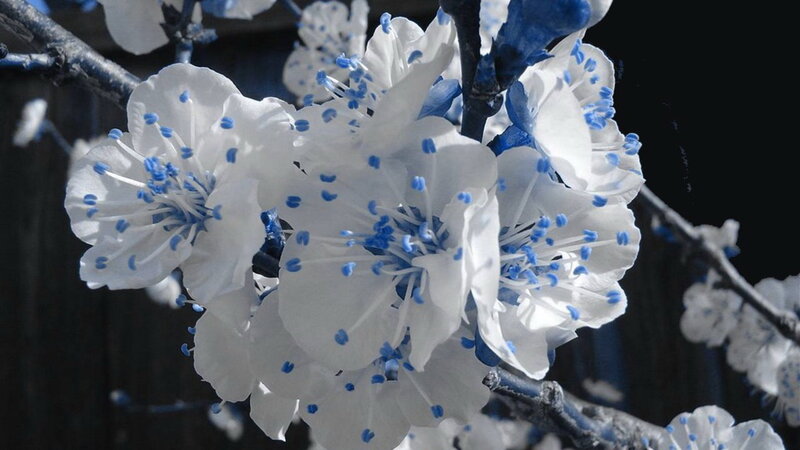 White Blossoms on Branch — Dramatic, Spring, Photograph