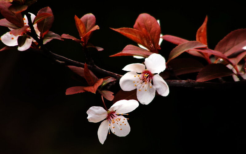 White Blossoms on Branch — Dramatic, Spring
