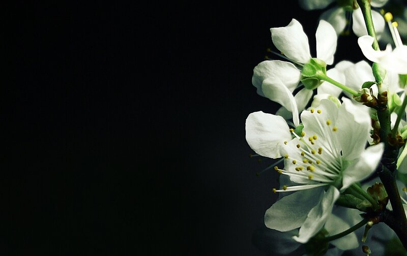 White Blossoms on Branch — Dramatic