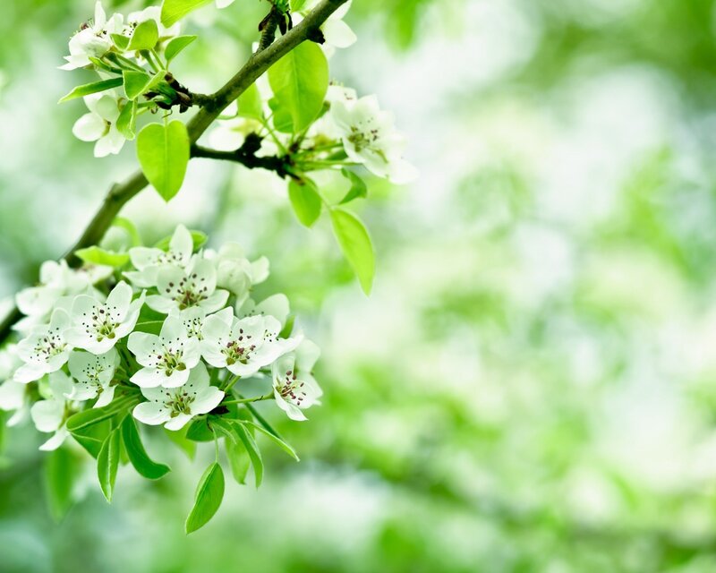 White Blossoms on Branch — Green, Photograph