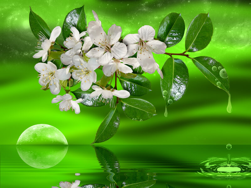White Blossoms on Branch — Green, Serene, Digital Art
