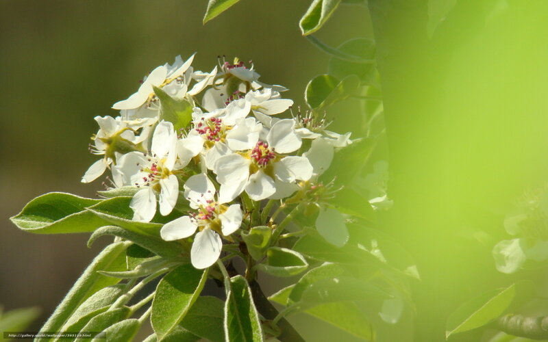 White Blossoms on Branch — Green, Serene, Spring, Photograph, Flowers, Leaves, Sunlight