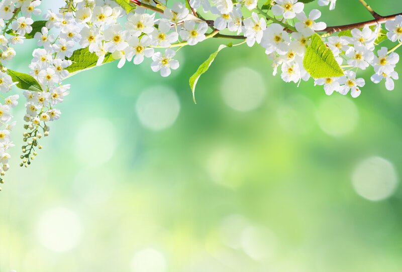 White Blossoms on Branch — Green, Serene, Spring, Photograph, Flowers, Leaves