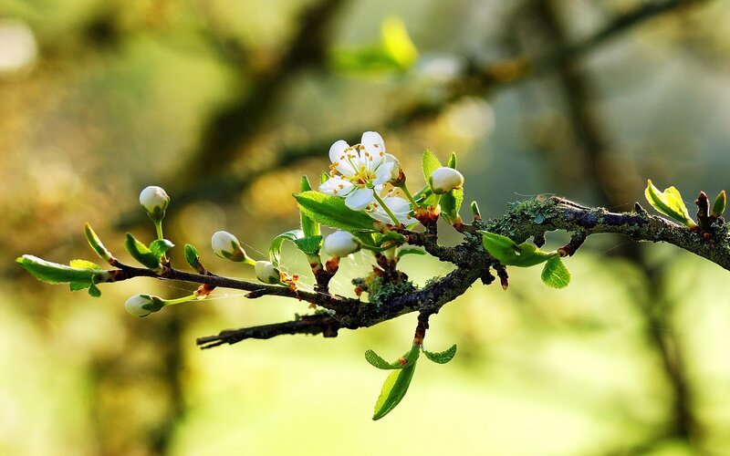 White Blossoms on Branch — Green, Serene, Spring, Photograph, Leaves, Brown