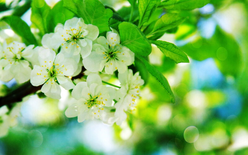 White Blossoms on Branch — Green, Serene, Spring