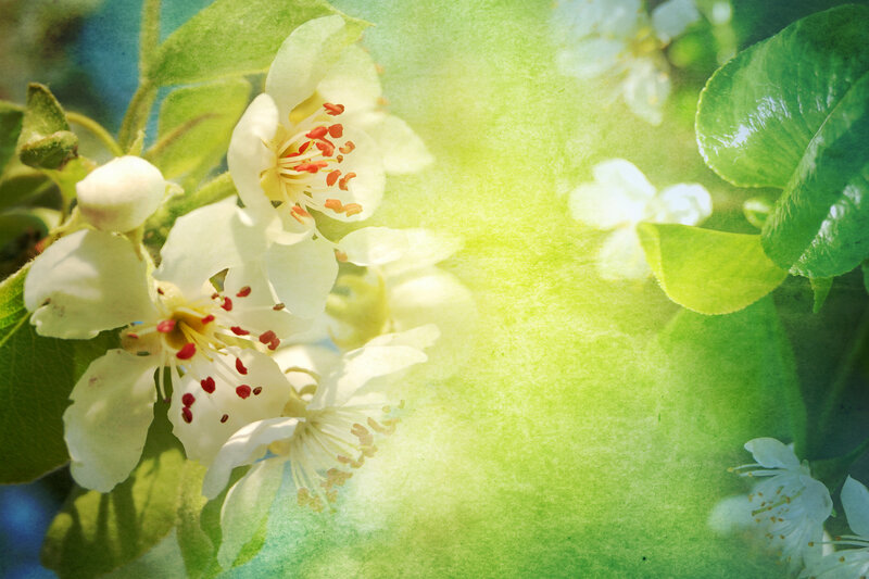 White Blossoms on Branch — Green, Serene