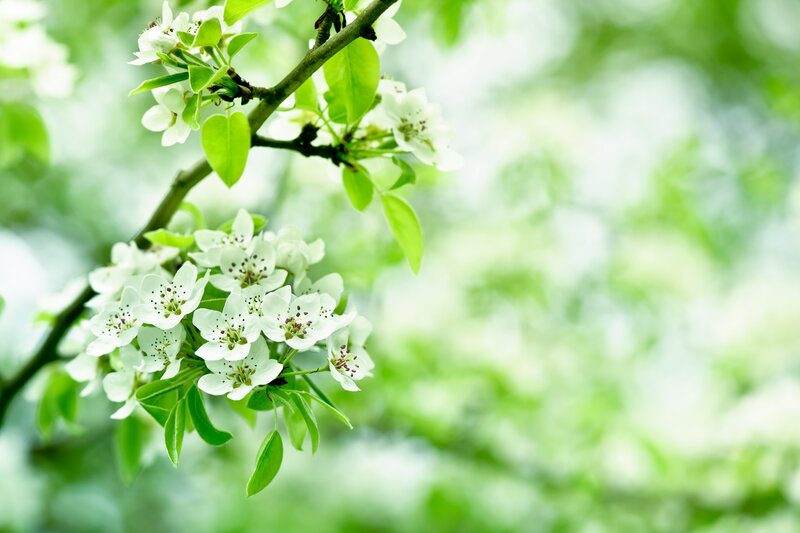 White Blossoms on Branch — Green