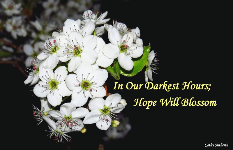 White Blossoms on Branch — Hopeful