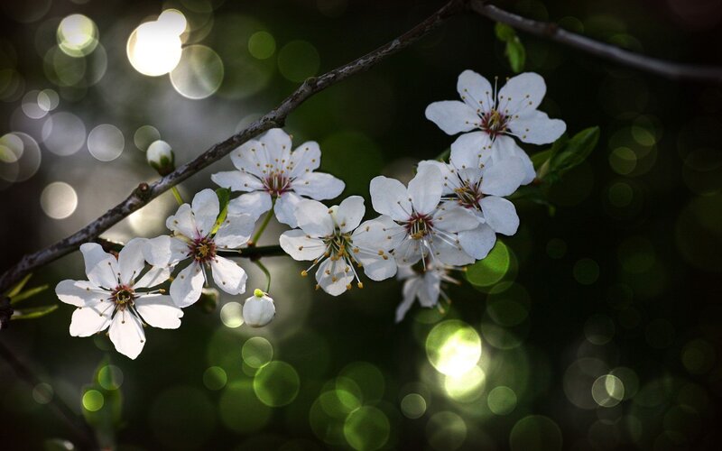 White Blossoms on Branch — Leaves, Green